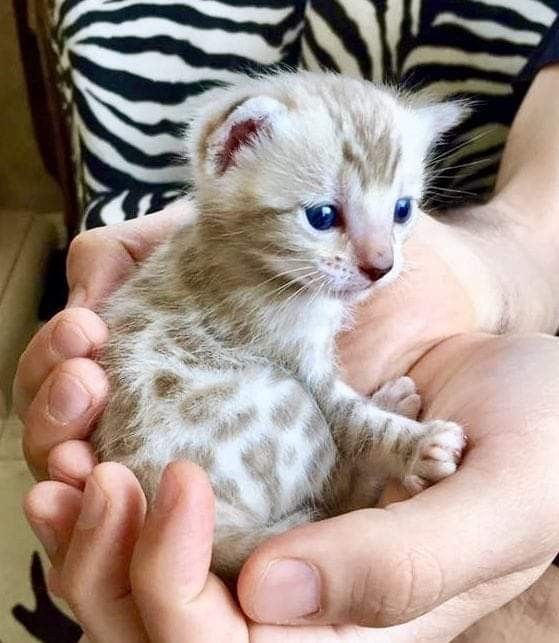 Bengal