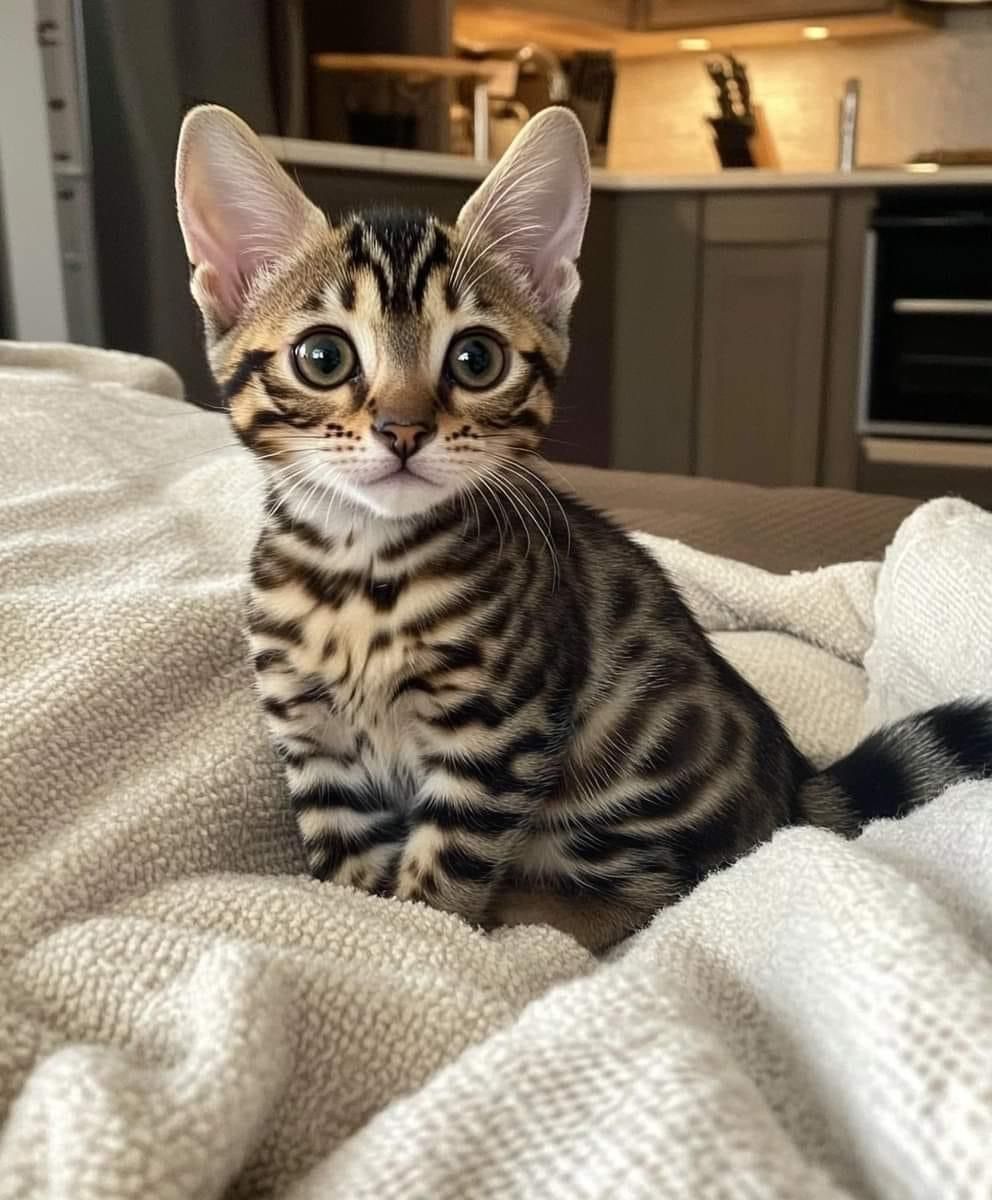 Bengal