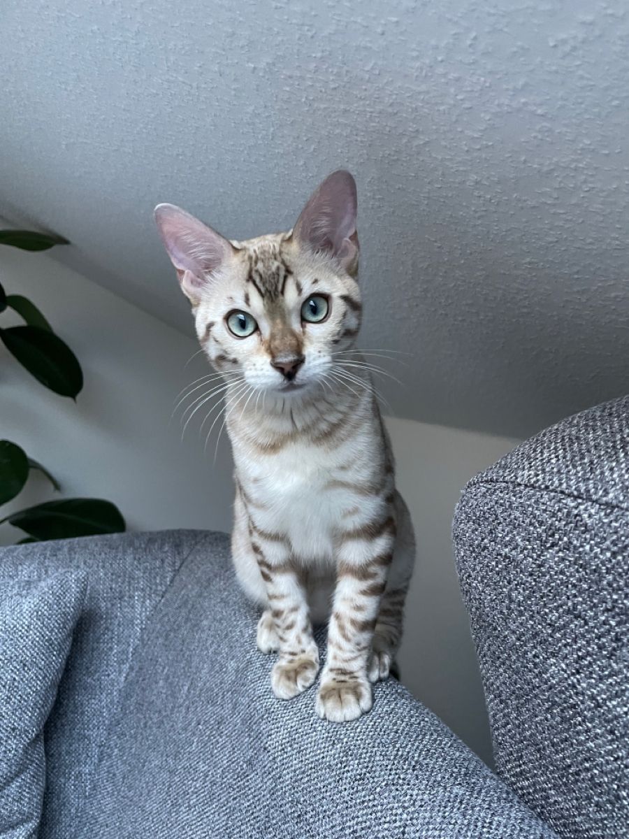  Bengal
