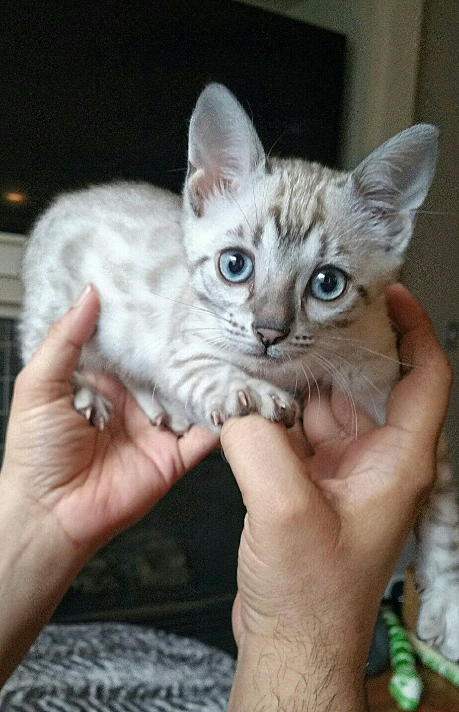  Bengal