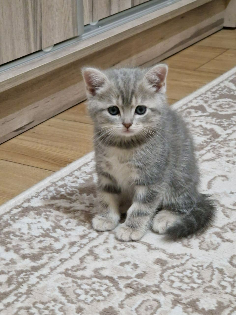 Ragdoll