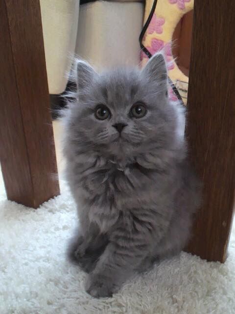 Chartreux