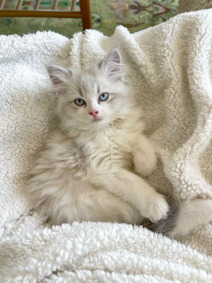 Chartreux