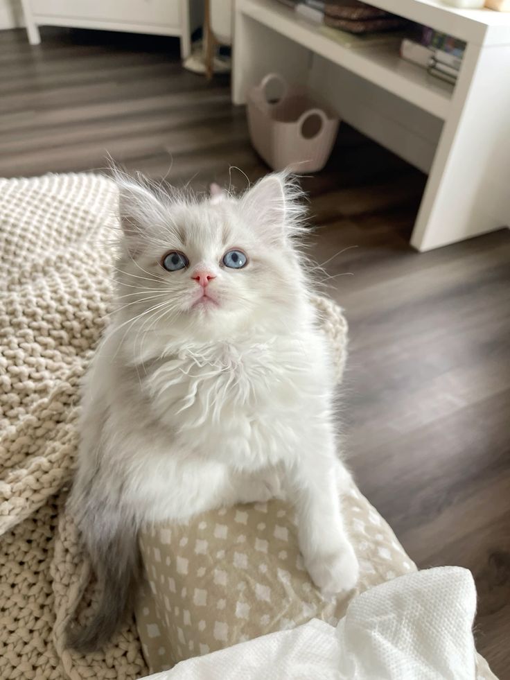 Chartreux