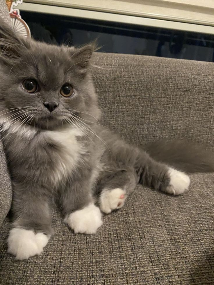 Chartreux