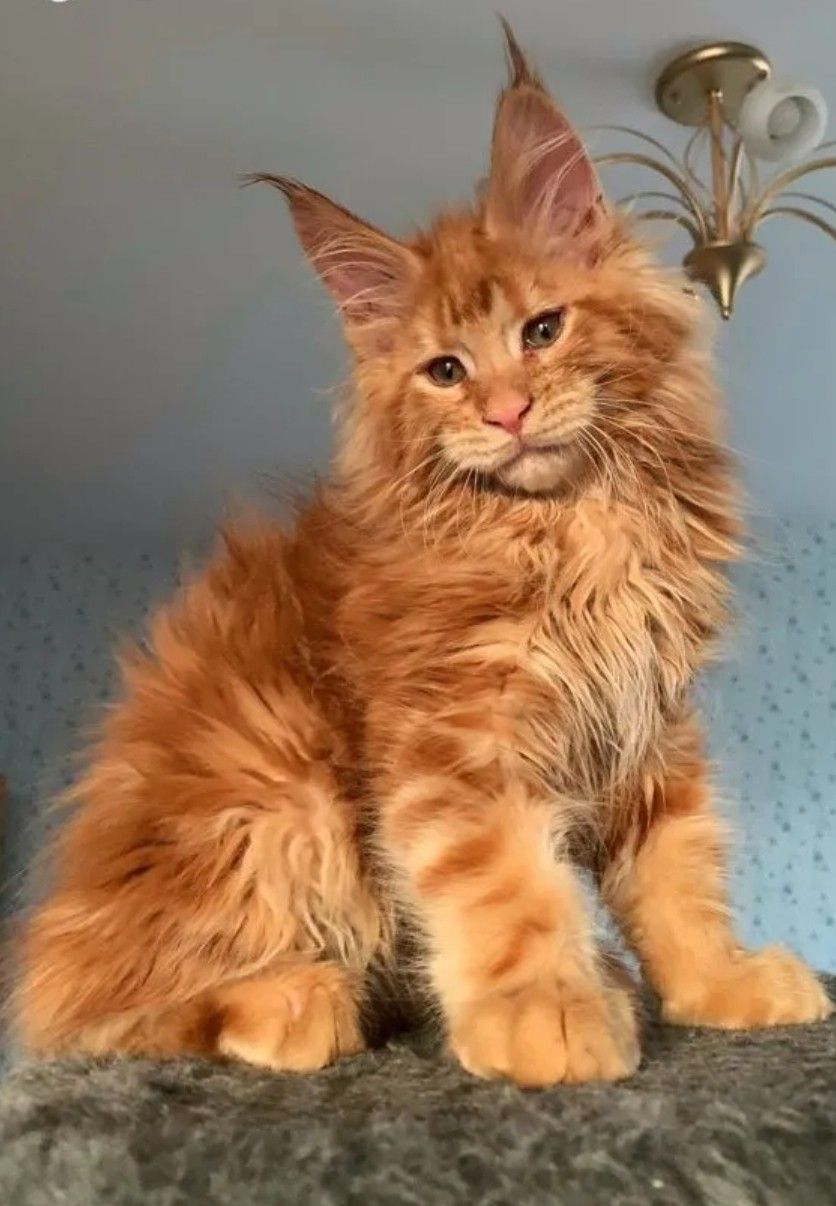 Maine Coon