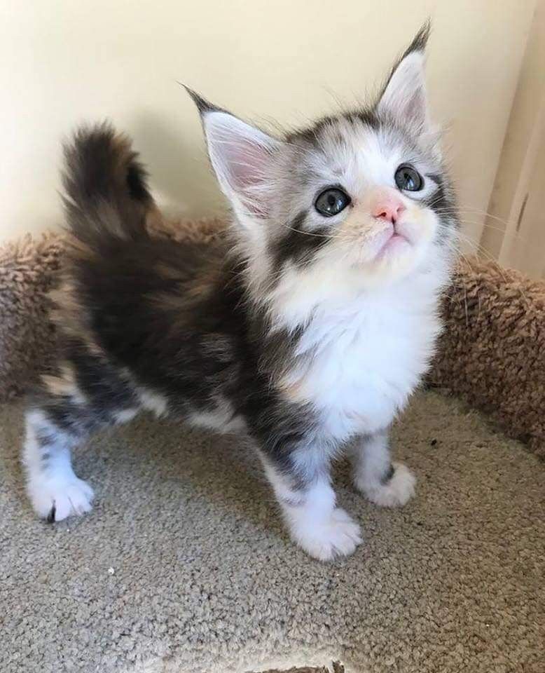 Maine Coon