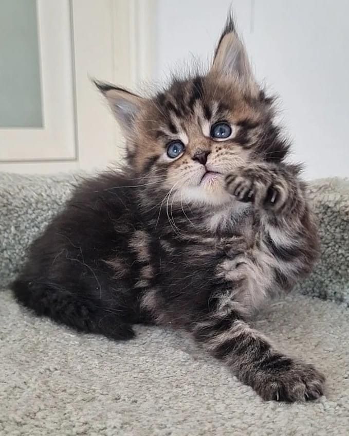 Maine Coon