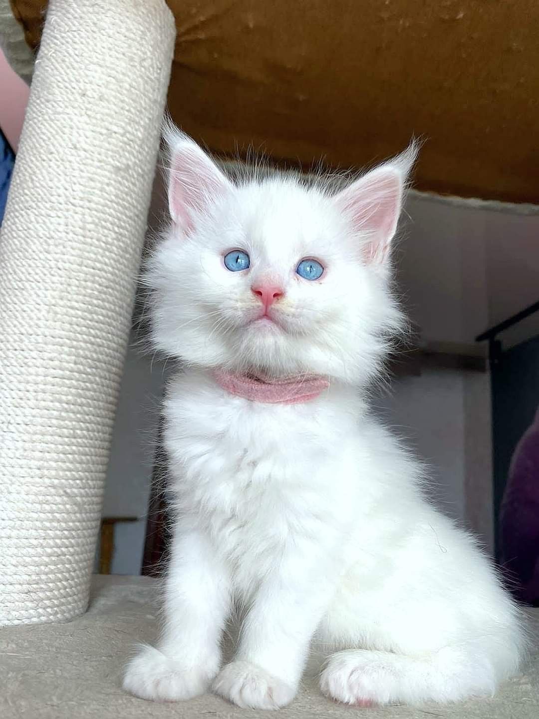 Maine Coon