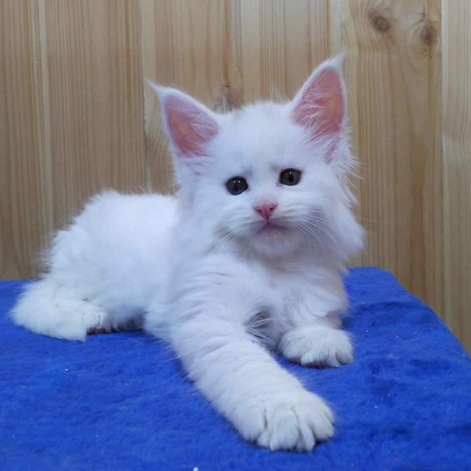 Maine Coon