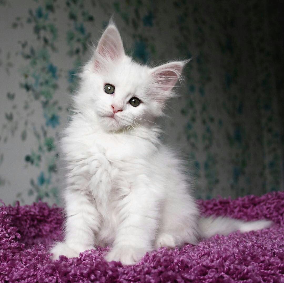 Maine Coon