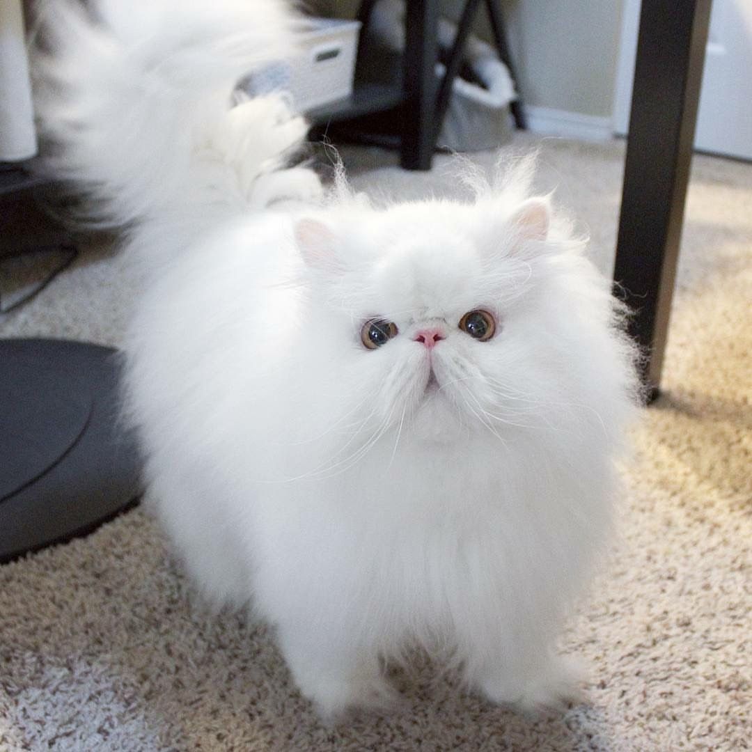 Chaton Persan