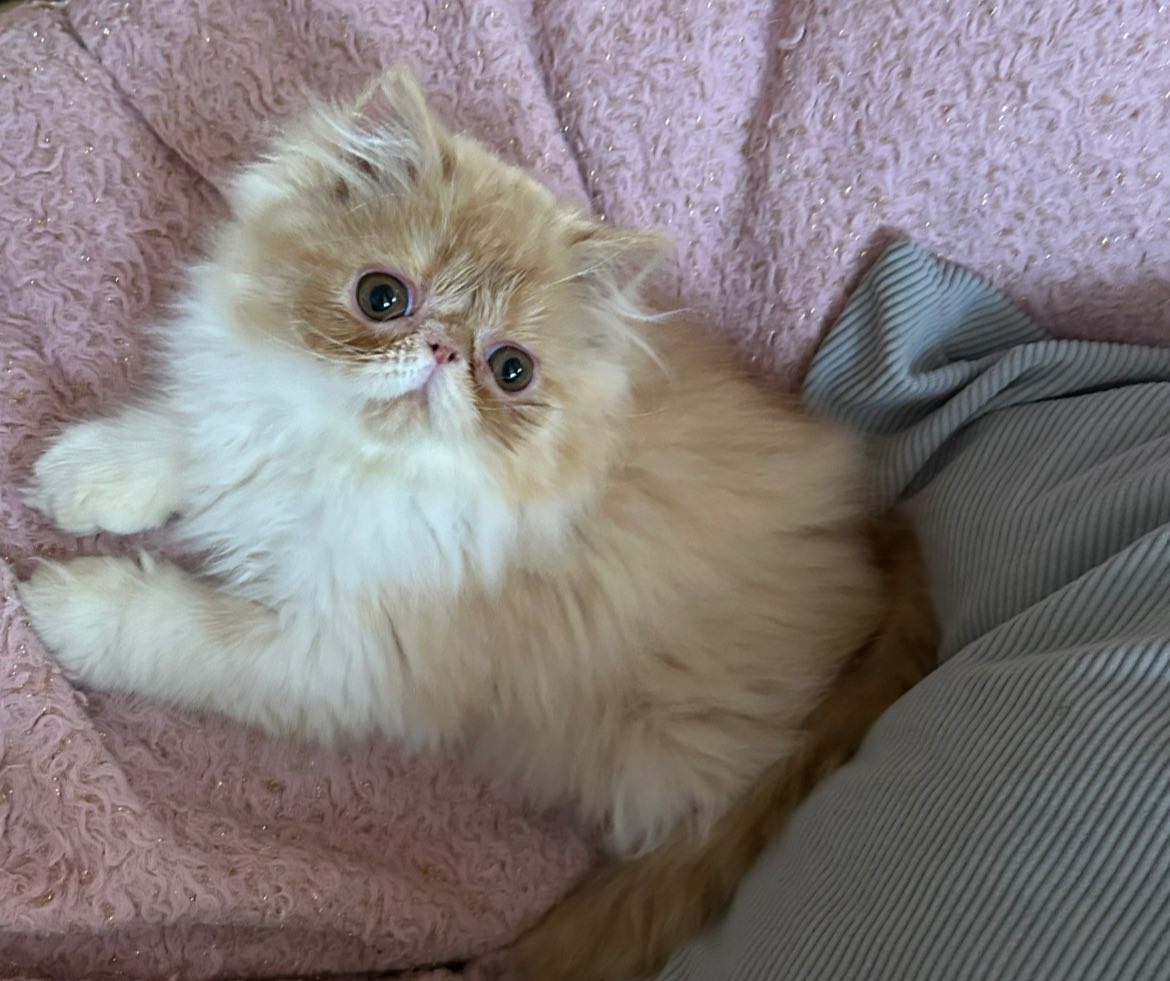 Chaton Persan