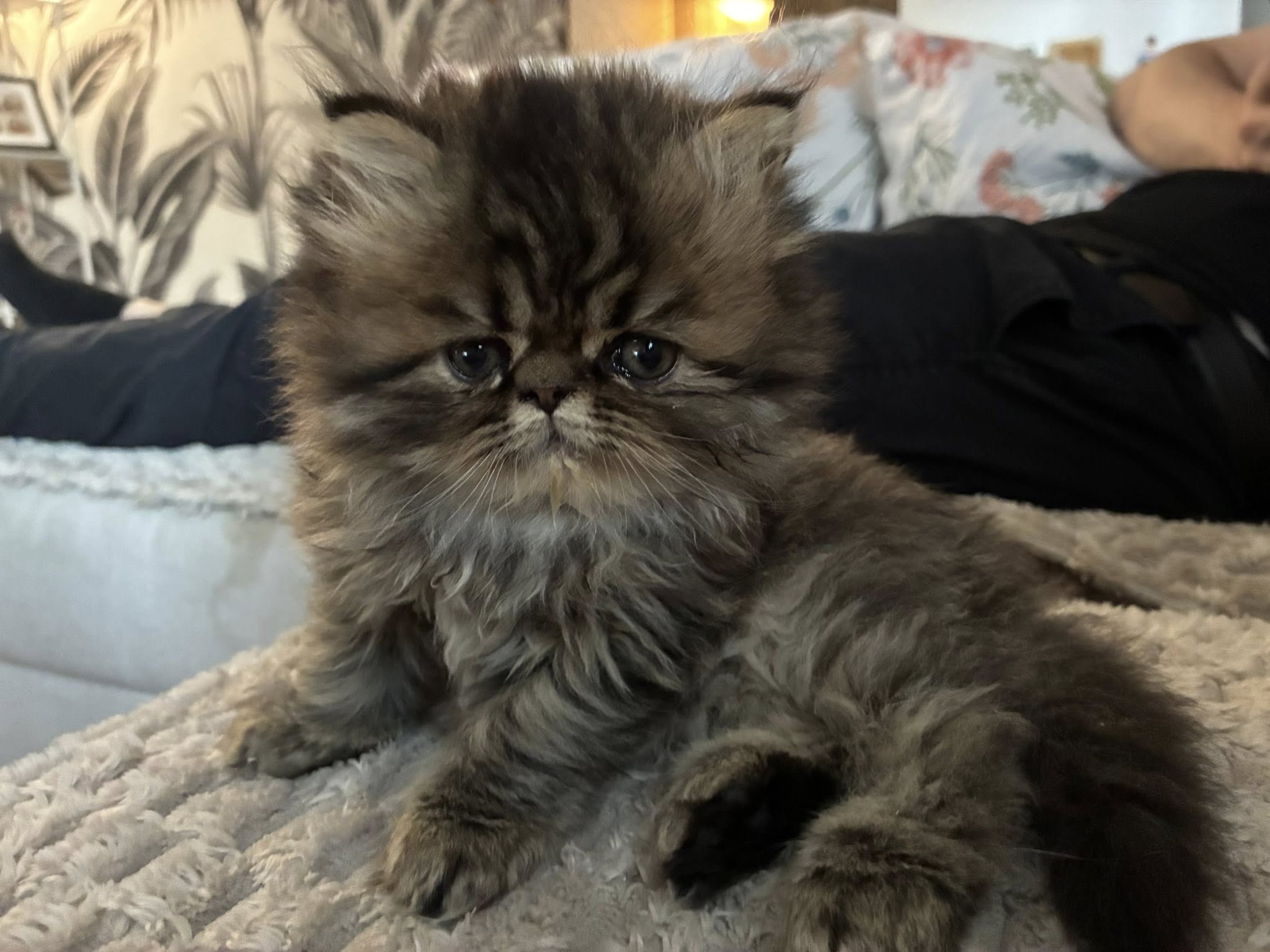Chaton Persan