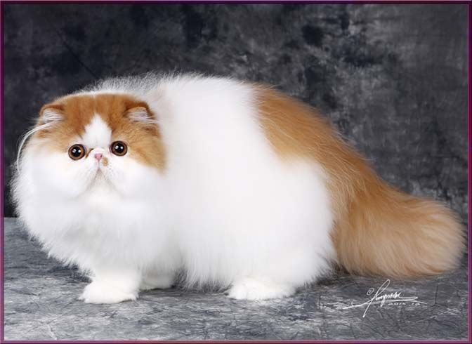 Chaton Persan