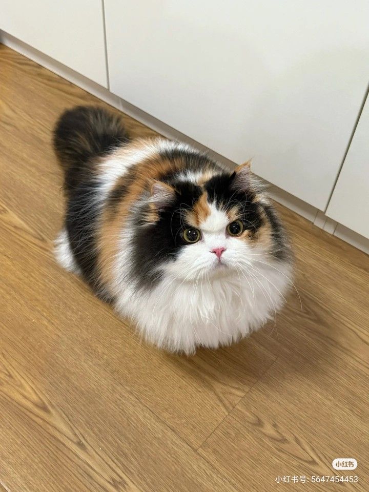 Chaton Persan
