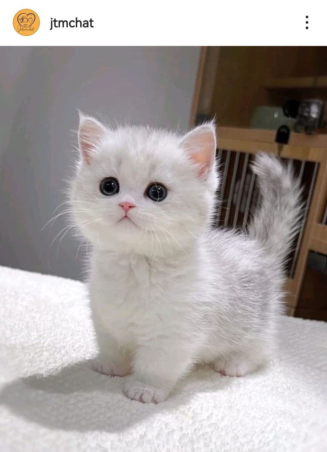 Chaton Persan
