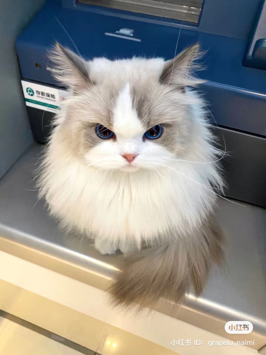 Ragdoll