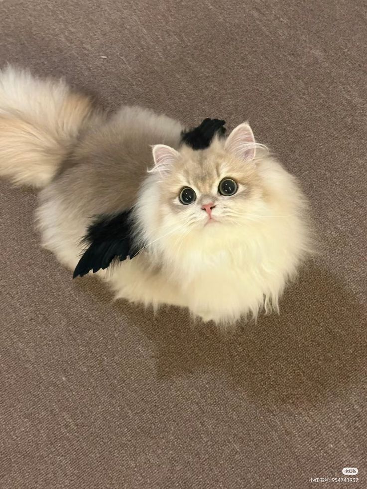 Ragdoll