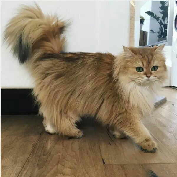 Ragdoll
