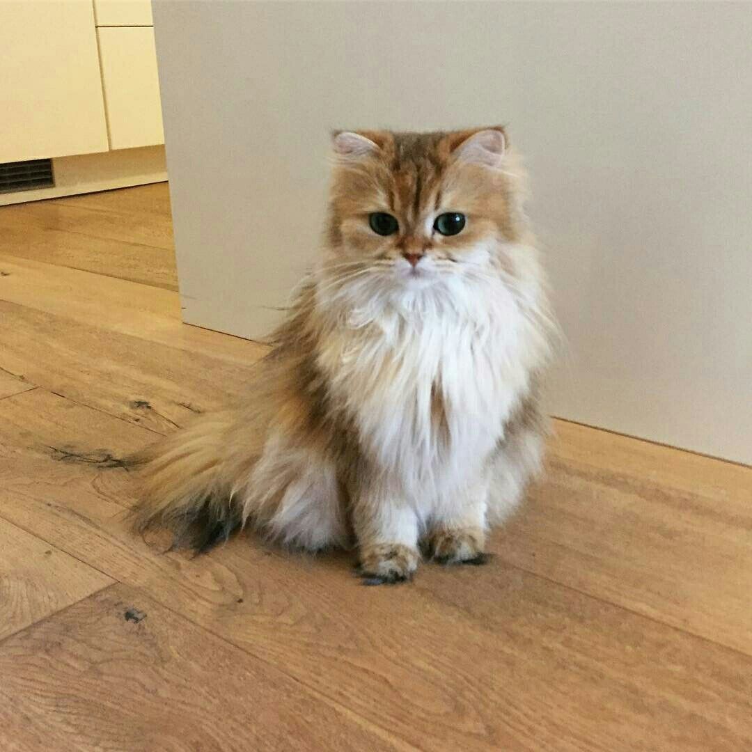 Ragdoll