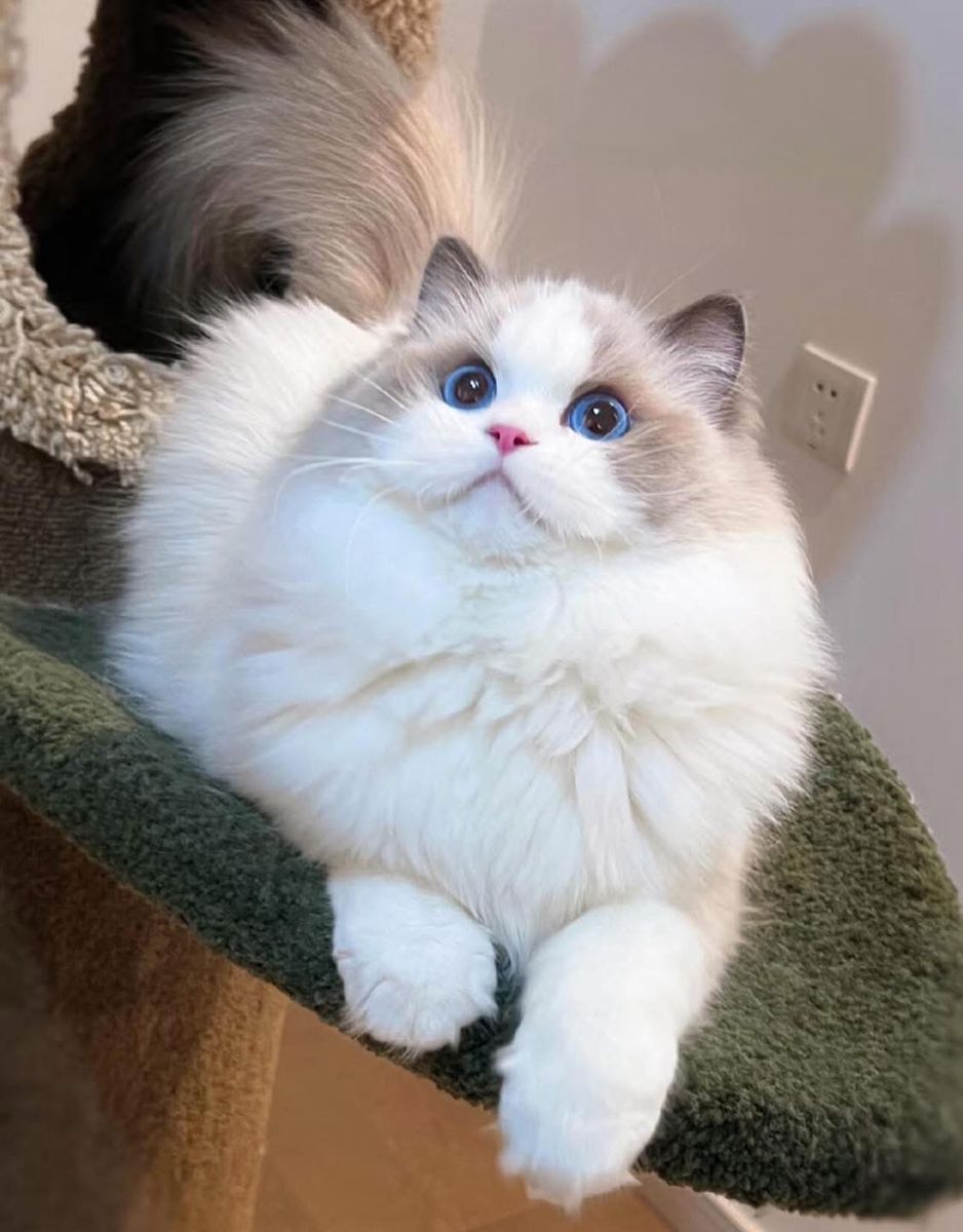 Ragdoll