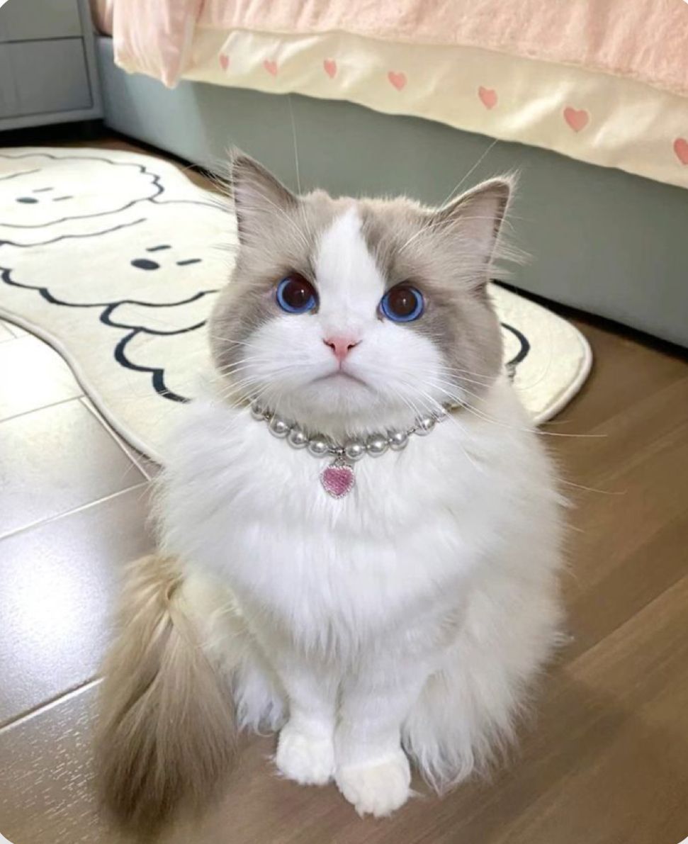 Ragdoll