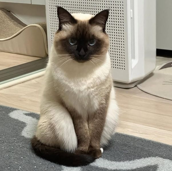Chaton Siamois