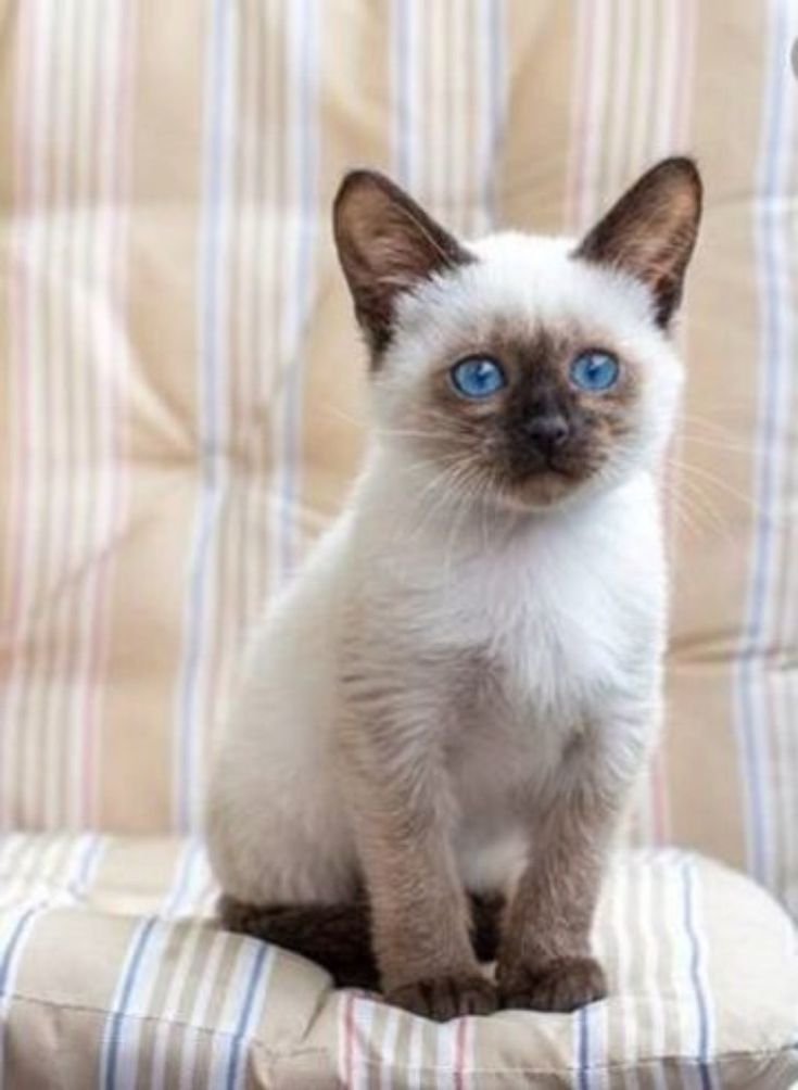 Chaton Siamois