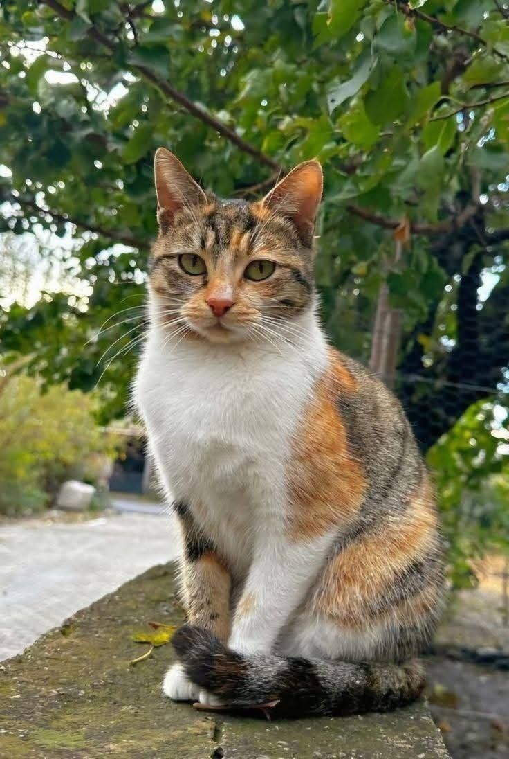 Chaton Siamois