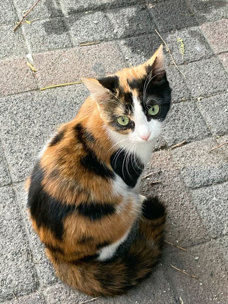 Chaton Siamois