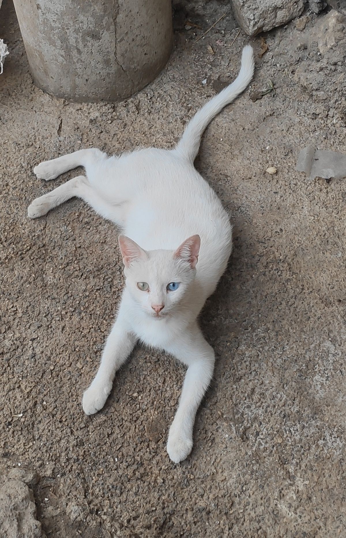 Chaton Siamois